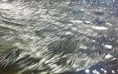 Herbes ou algues dans un lac de montagne