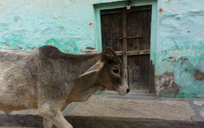 Inde - vache sacrée