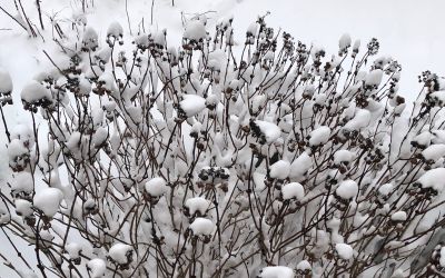 Hortensia dans la neige