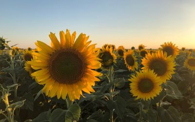 crépuscule ensoleillé